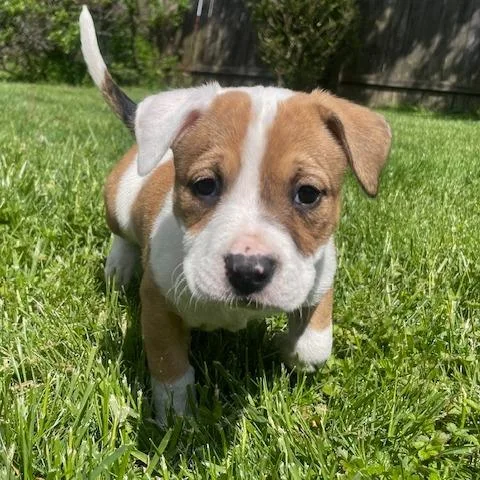 A baby small-sized female Brown / Chocolate Shepherd dog named Meadow for adoption in Dayton, OH
