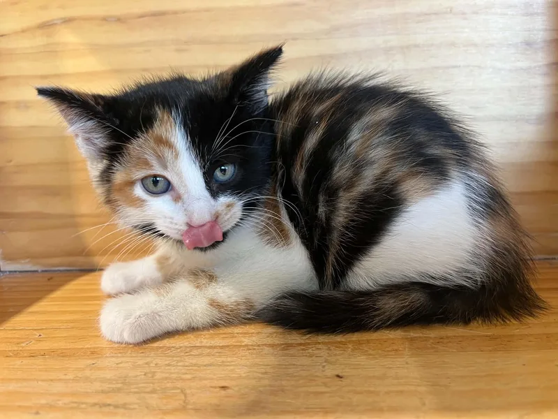 A young medium-sized female Calico Domestic Short Hair cat named Penny for adoption in Tyler, TX