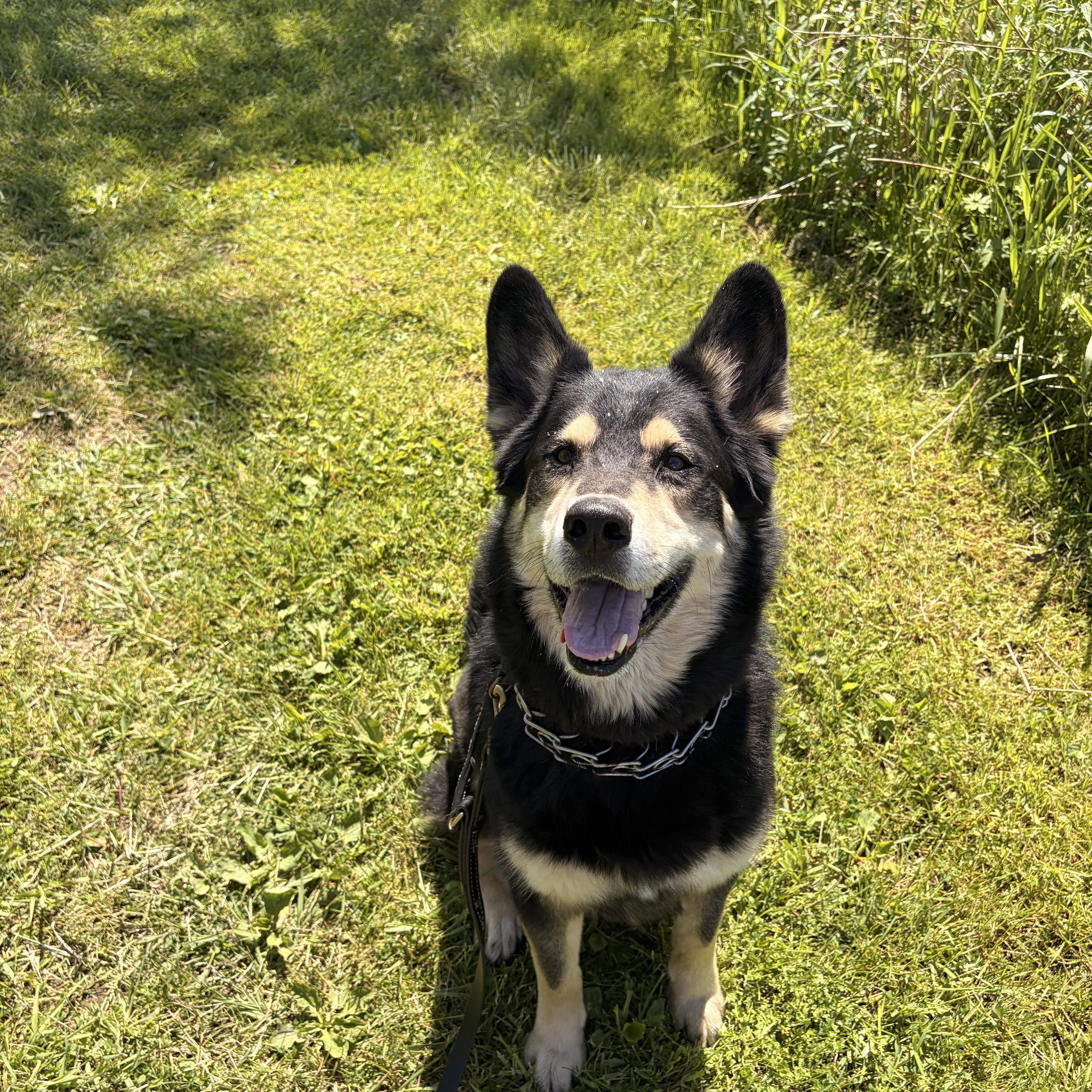 An adult large-sized male Black German Shepherd Dog dog named Bear for adoption in Elmira, NY