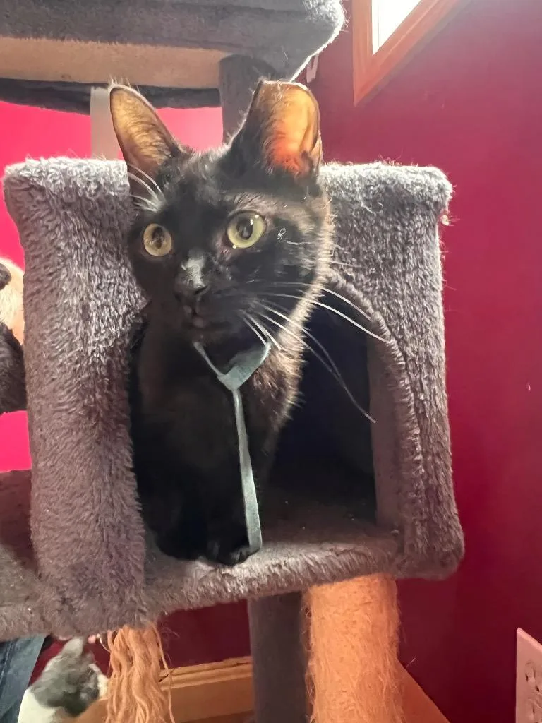 A baby small-sized female Domestic Short Hair cat named Loula for adoption in Gorham, ME