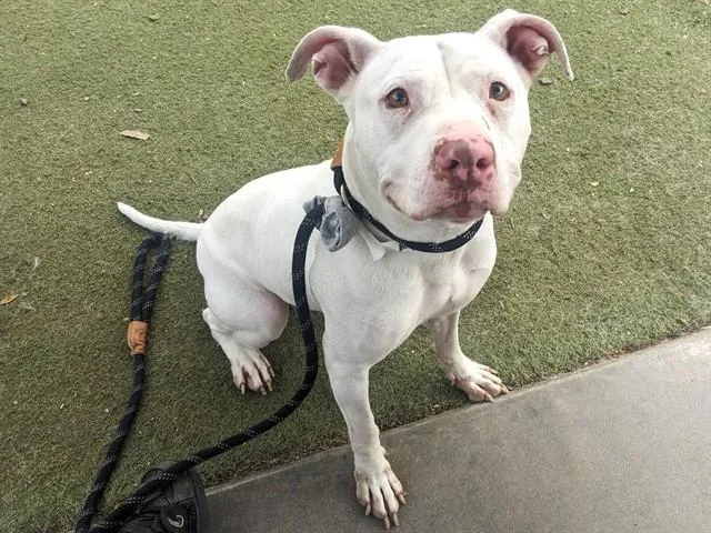 An adult large-sized female Pit Bull Terrier dog named Silly Goose for adoption in Phoenix, AZ