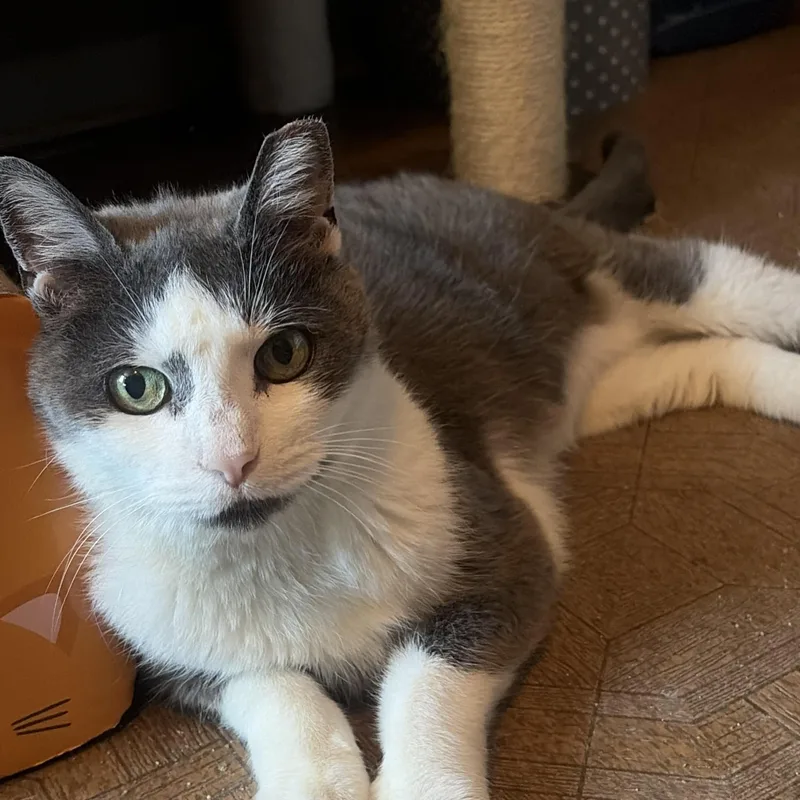 An adult medium-sized female Gray & White Domestic Short Hair cat named Grace for adoption in East Amherst, NY