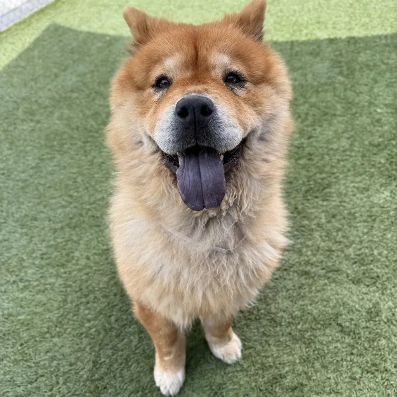 An adult medium-sized female Brown / Chocolate Chow Chow dog named Chica for adoption in Hawthorne, CA