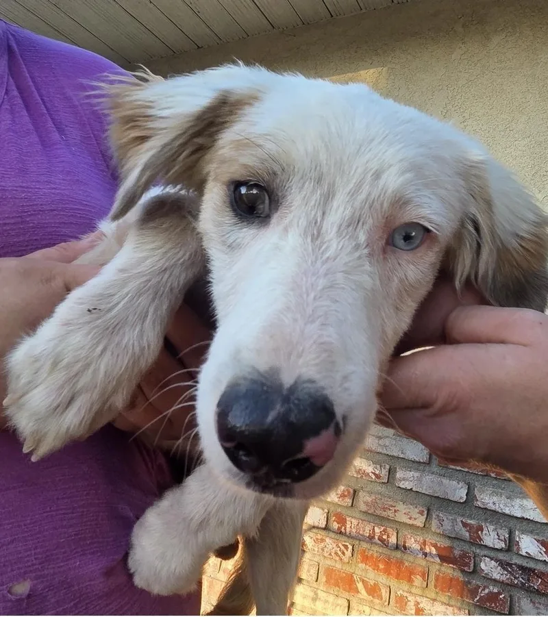 A young medium-sized male Golden Australian Shepherd dog named Sunday for adoption in Frazier Park, CA