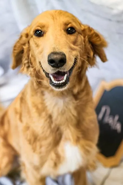 Nala