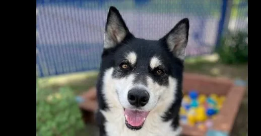 Luna Belle