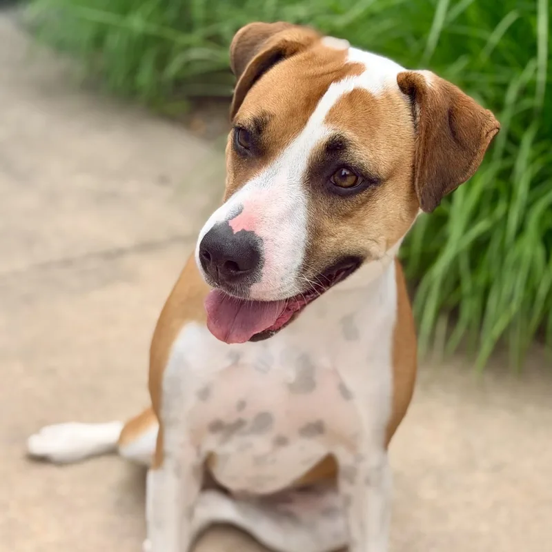 An adult large-sized female Red / Chestnut / Orange Mixed Breed dog named Dandie for adoption in Jackson, NJ