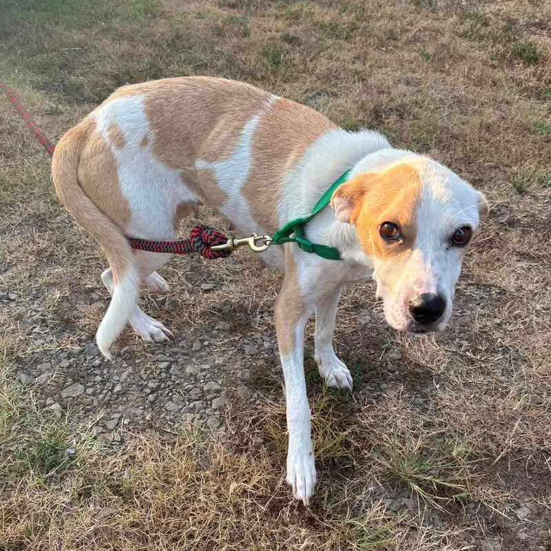 An adult medium-sized female Beagle dog named Harmony for adoption in Hackett, AR