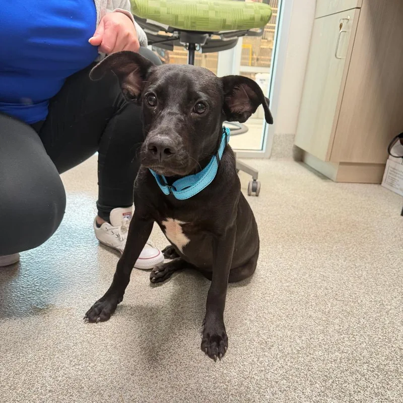 A young medium-sized female Black Mixed Breed dog named Oreo Cheesecake for adoption in Englewood, FL