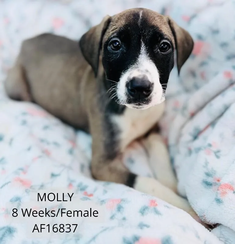 A young medium-sized female Pit Bull Terrier dog named Molly for adoption in Supply, NC