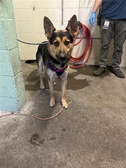 A young large-sized male German Shepherd Dog dog named Kio for adoption in Sacramento, CA