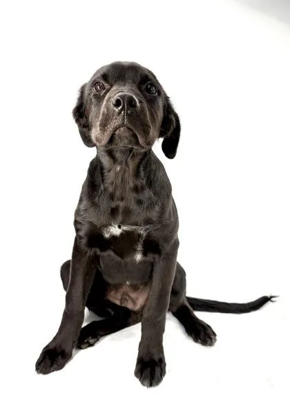 A baby large-sized male Labrador Retriever dog named Pickles for adoption in Morton Grove, IL