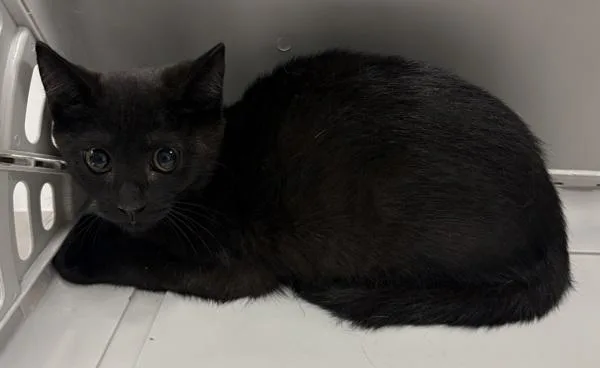 A baby small-sized female Domestic Short Hair cat named Kd Deena for adoption in Lawrenceville, GA