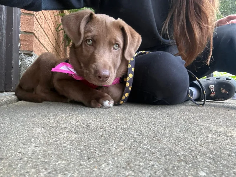 Cooper