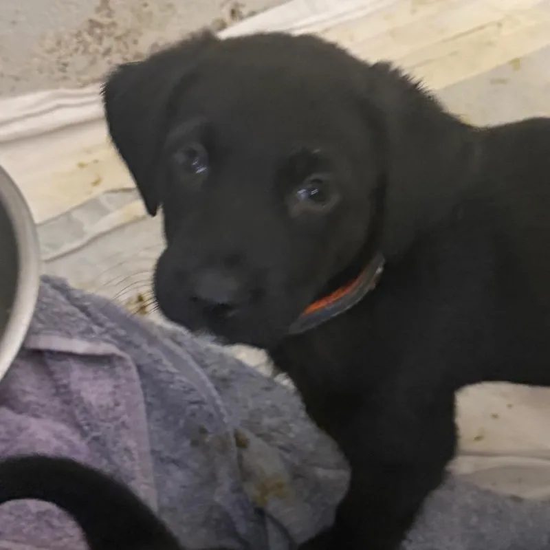 A baby medium-sized male Mixed Breed dog named Keeley for adoption in Pensacola, FL