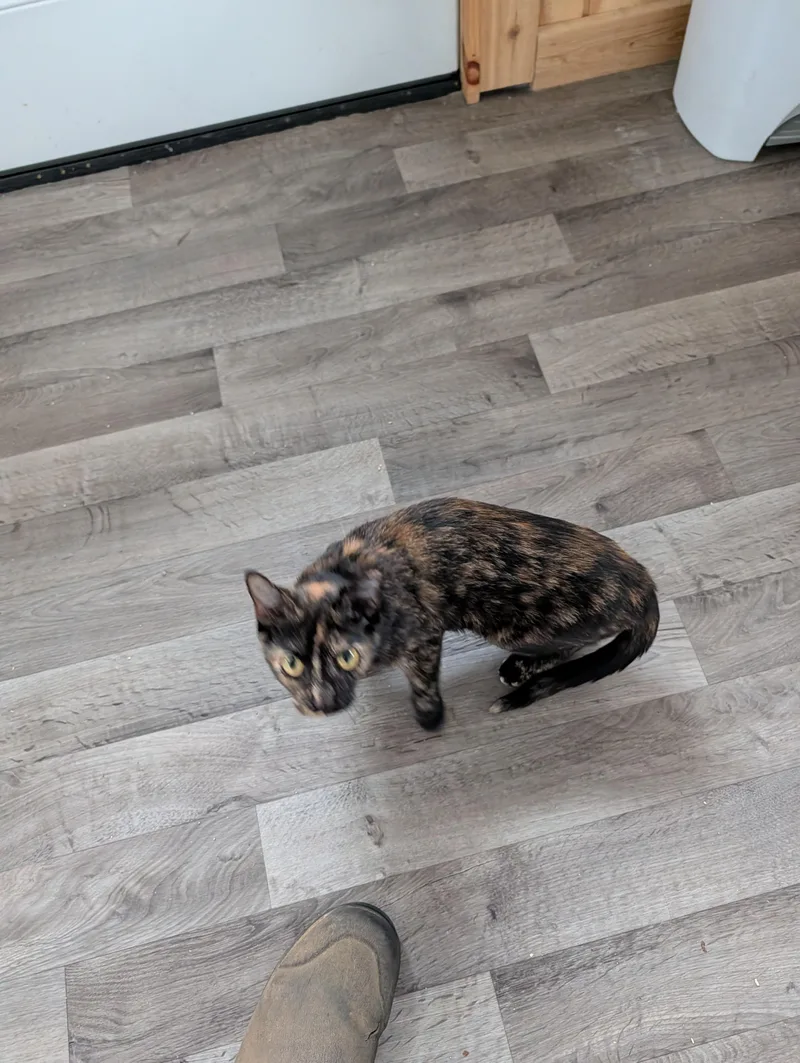 A young medium-sized female Calico Domestic Short Hair cat named Emmy for adoption in Toledo, OH