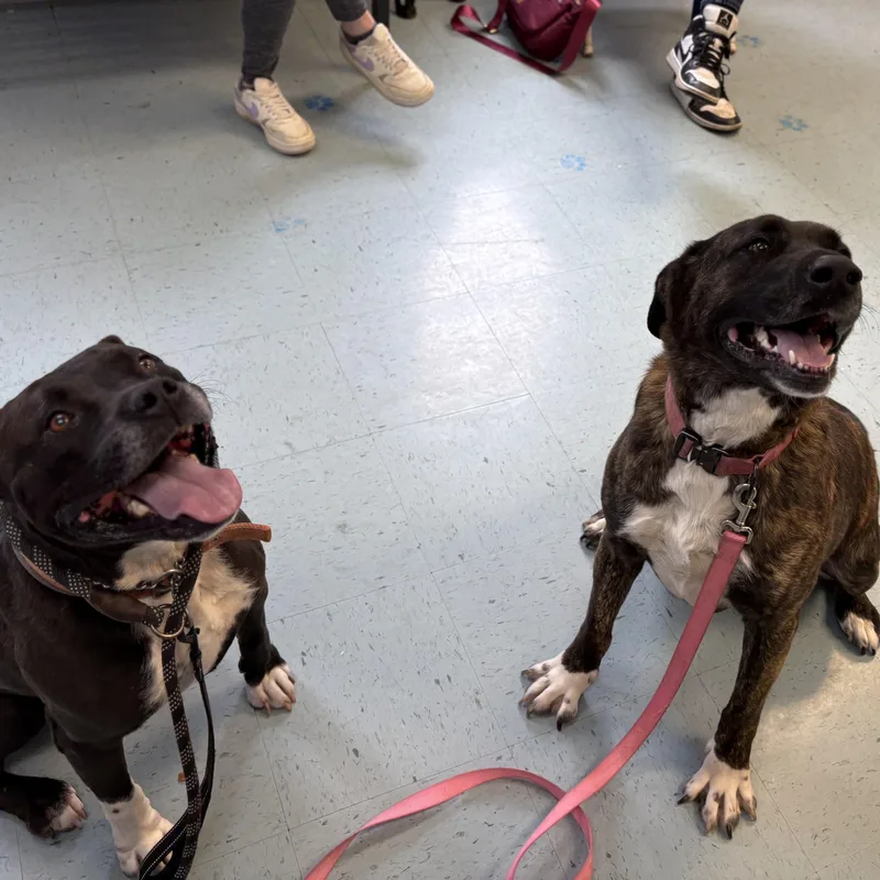 An adult large-sized female Brindle Mixed Breed dog named Chloe for adoption in Bardstown, KY