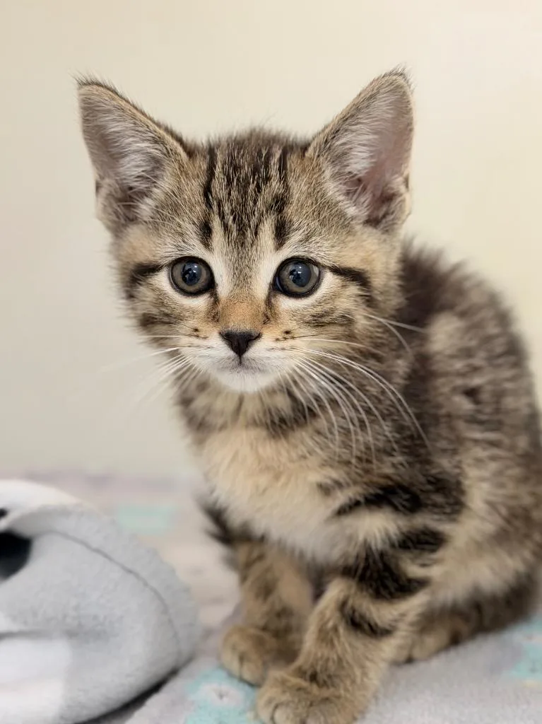 A baby medium-sized female Domestic Short Hair cat named Constance for adoption in Menomonie, WI