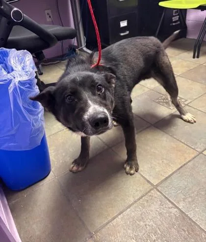 An adult medium-sized male Black Mixed Breed dog named Oreo for adoption in El Paso, TX