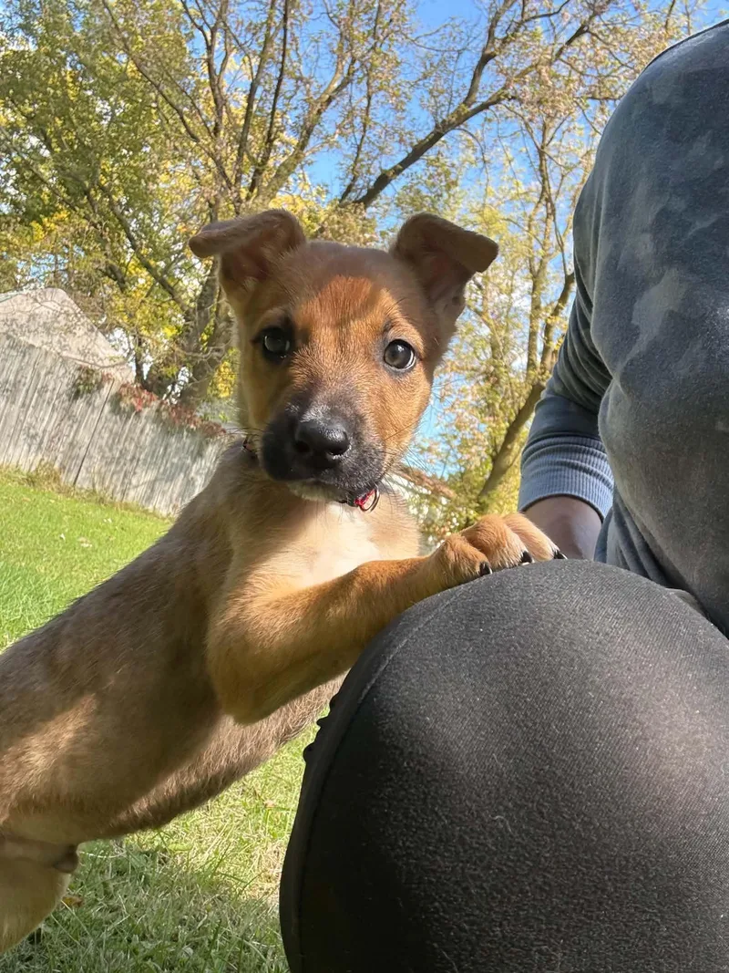 A baby medium-sized male Shepherd dog named Lenny for adoption in Davisburg, MI