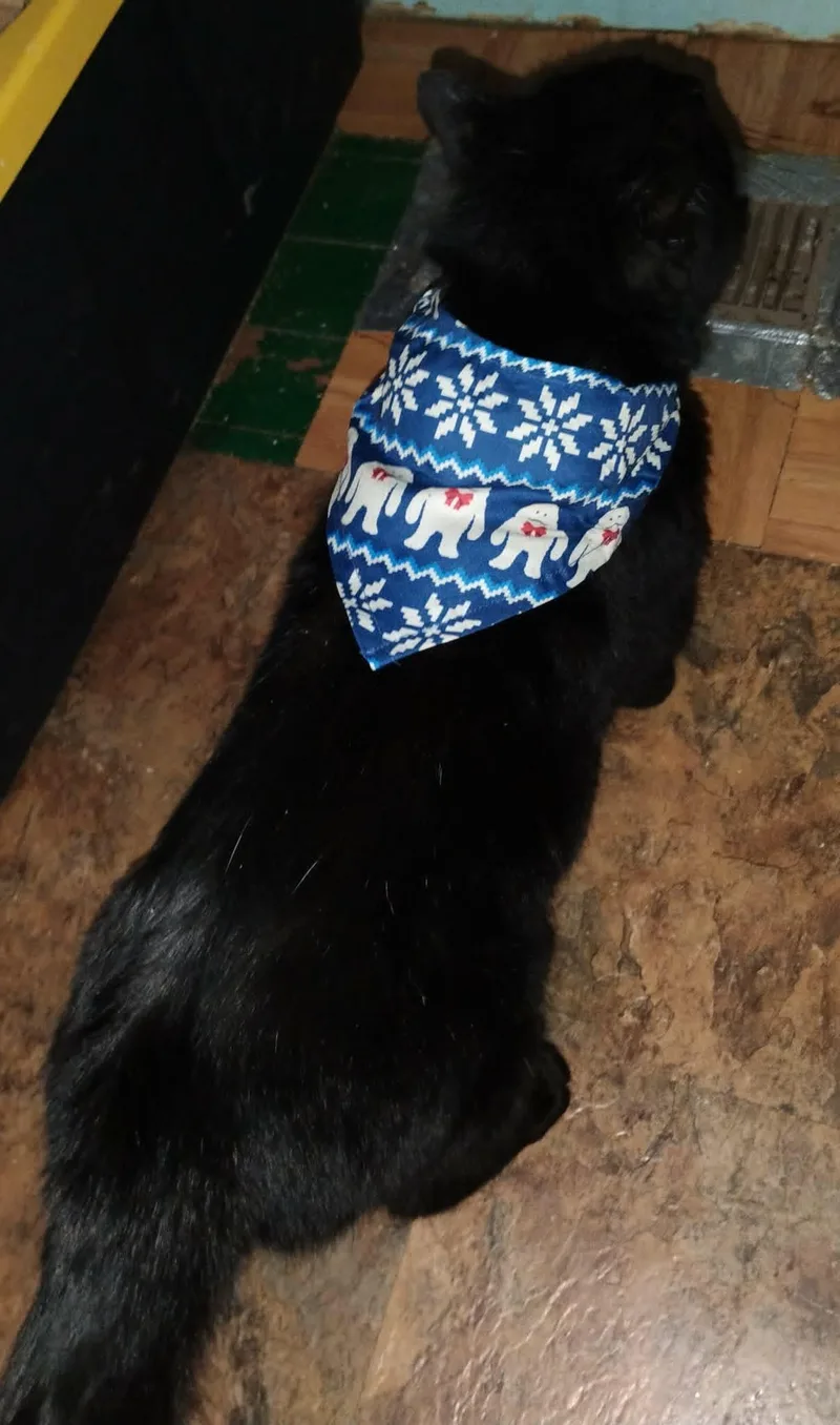 Moonscar thumbnail 2