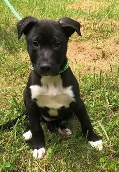 A baby medium-sized male Mixed Breed dog named Hallomi for adoption in Madison, NJ