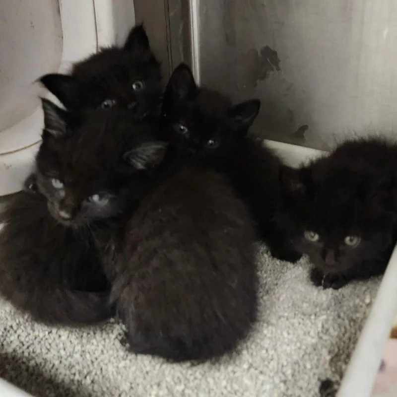A baby small-sized female Black Domestic Short Hair cat named Quacha for adoption in Evensville, TN