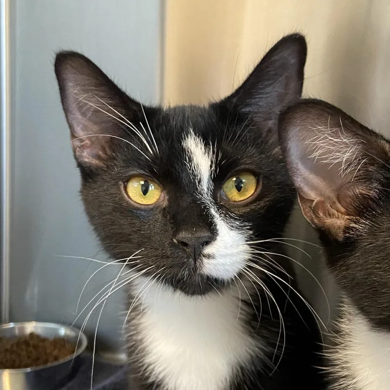 A young medium-sized male Domestic Short Hair cat named Cheeky for adoption in Washington Township, OH