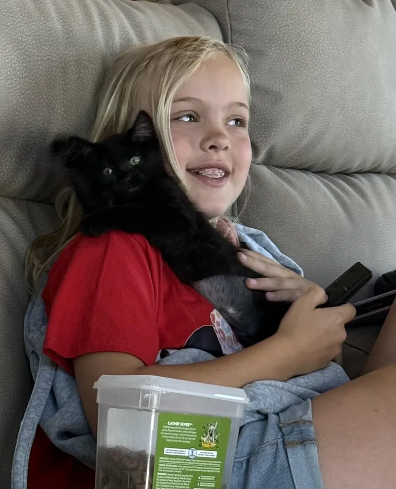 A baby small-sized female Domestic Short Hair cat named Jalapeño for adoption in Dixon, CA