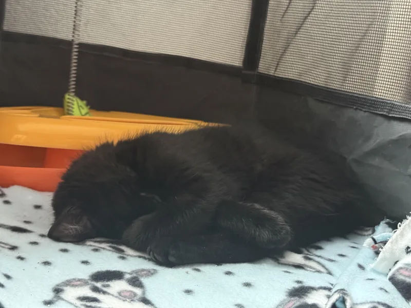 Jalapeño thumbnail 2