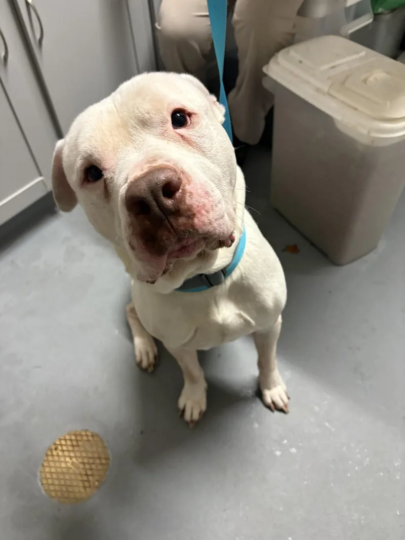 A young large-sized male White / Cream American Staffordshire Terrier dog named Bulbasaur for adoption in Ashland, VA