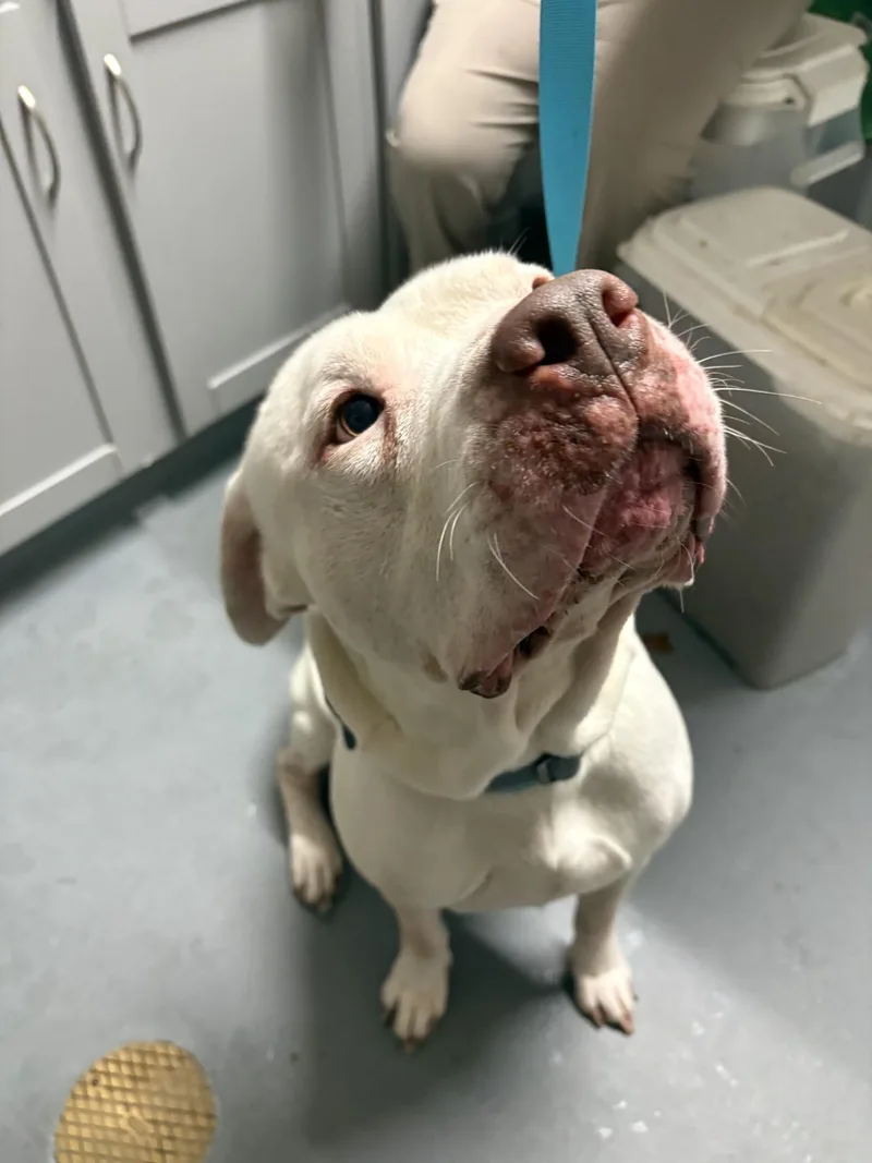 Bulbasaur thumbnail 2