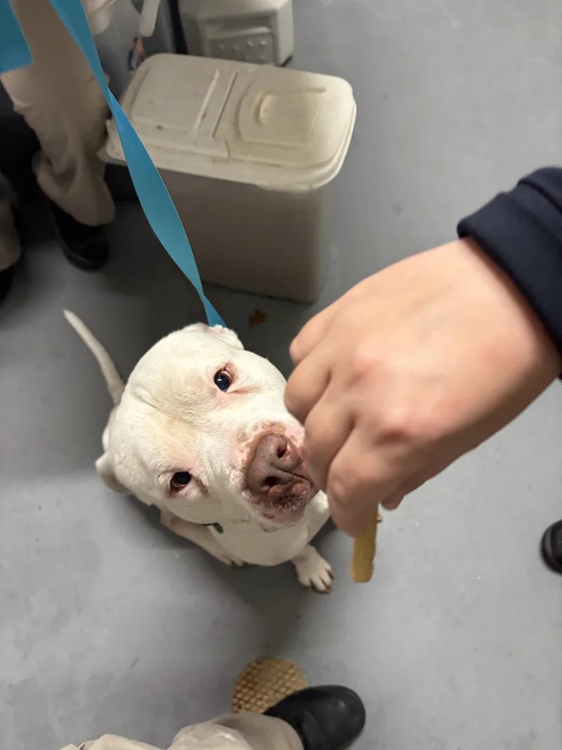 Bulbasaur thumbnail 3