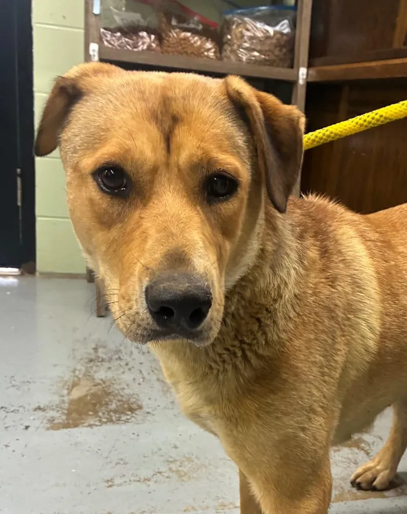 An adult large-sized female Labrador Retriever dog named Liberty for adoption in Beebe, AR