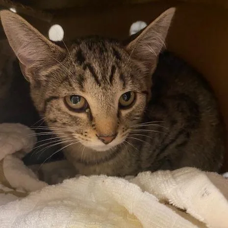 A baby small-sized female Gray / Blue / Silver Domestic Short Hair cat named Chicken Tikka Masala for adoption in Novelty, OH
