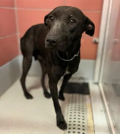 A young large-sized female American Staffordshire Terrier dog named Libby for adoption in Houston, TX