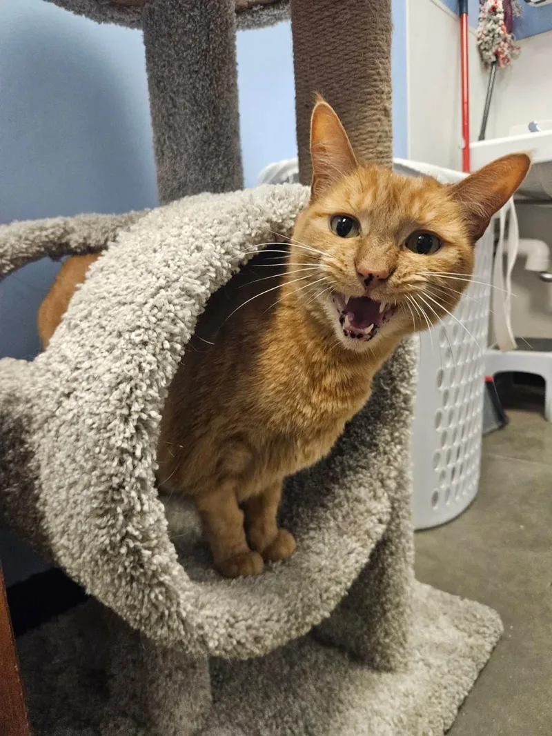 An adult medium-sized female Tabby cat named Jackie Marigold for adoption in Chandler, AZ