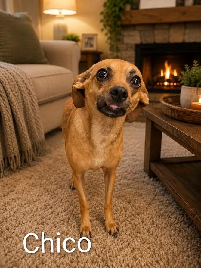 Chico