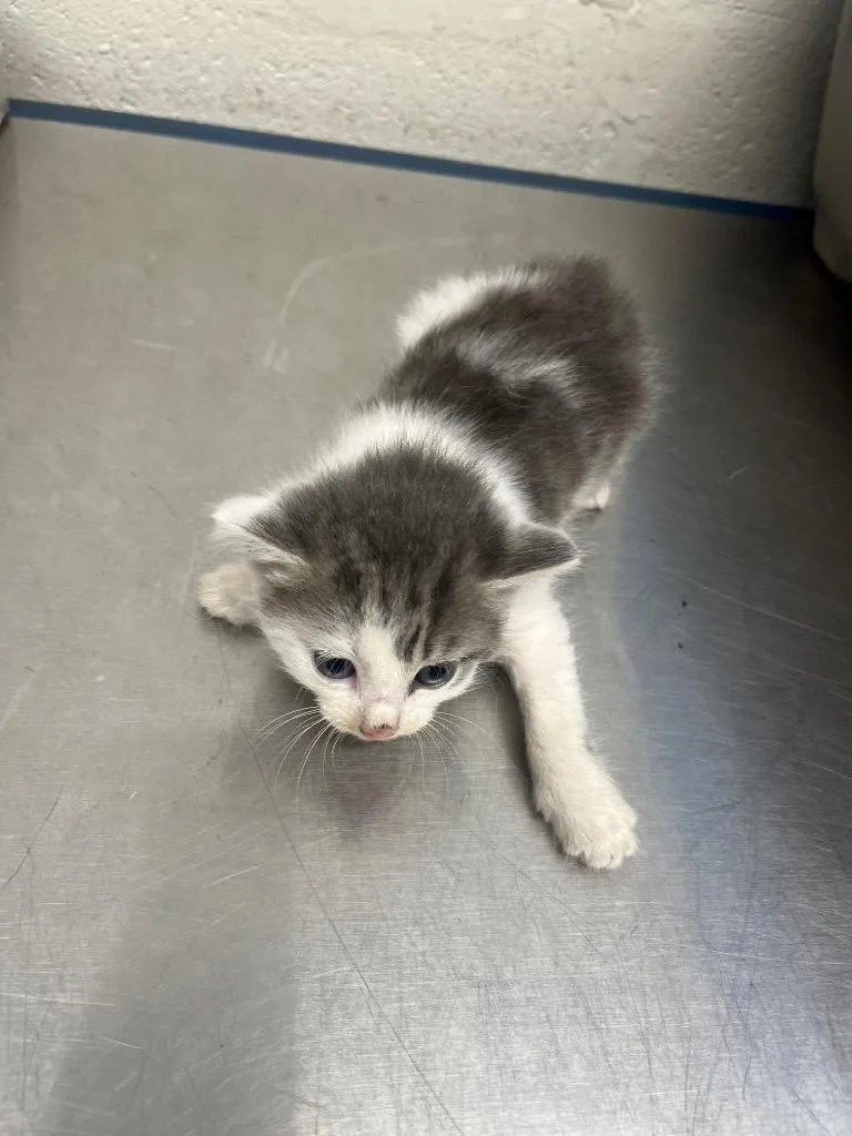 A baby small-sized female Domestic Short Hair cat named Chip for adoption in Cartersville , GA