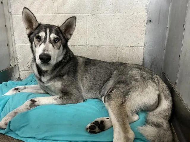 A young large-sized female Siberian Husky dog named Carolina for adoption in San Bernardino, CA