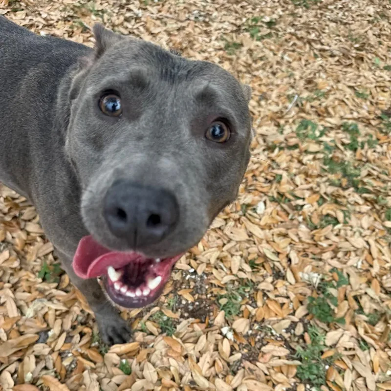 An adult medium-sized male Gray / Blue / Silver American Staffordshire Terrier dog named Omaha for adoption in Corpus Christi, TX