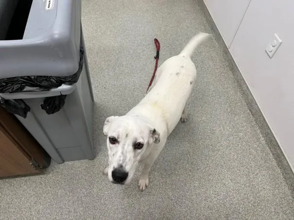 A young medium-sized female Australian Cattle Dog / Blue Heeler dog named Elsa for adoption in Loveland, CO