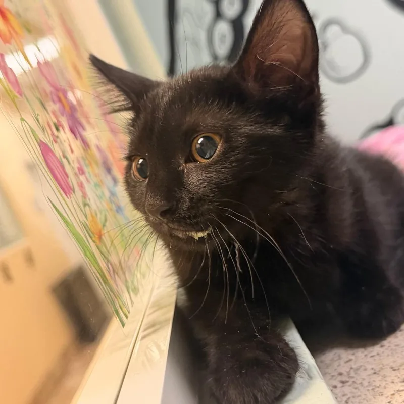 A baby small-sized female Black Domestic Short Hair cat named Jenga for adoption in Titusville, FL