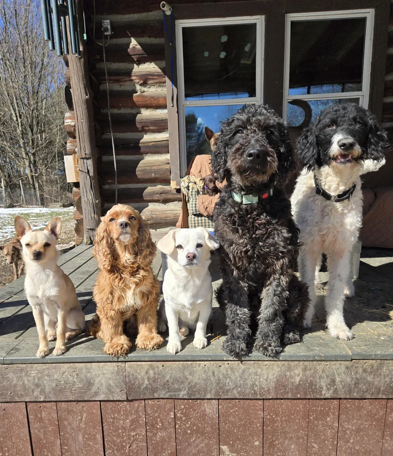 An adult medium-sized female Black Labradoodle dog named Dixie for adoption in Friendship, NY