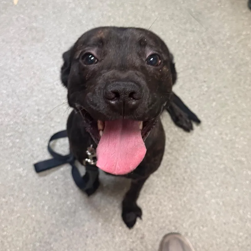 An adult medium-sized male Black Boston Terrier dog named Knox for adoption in Newark, DE