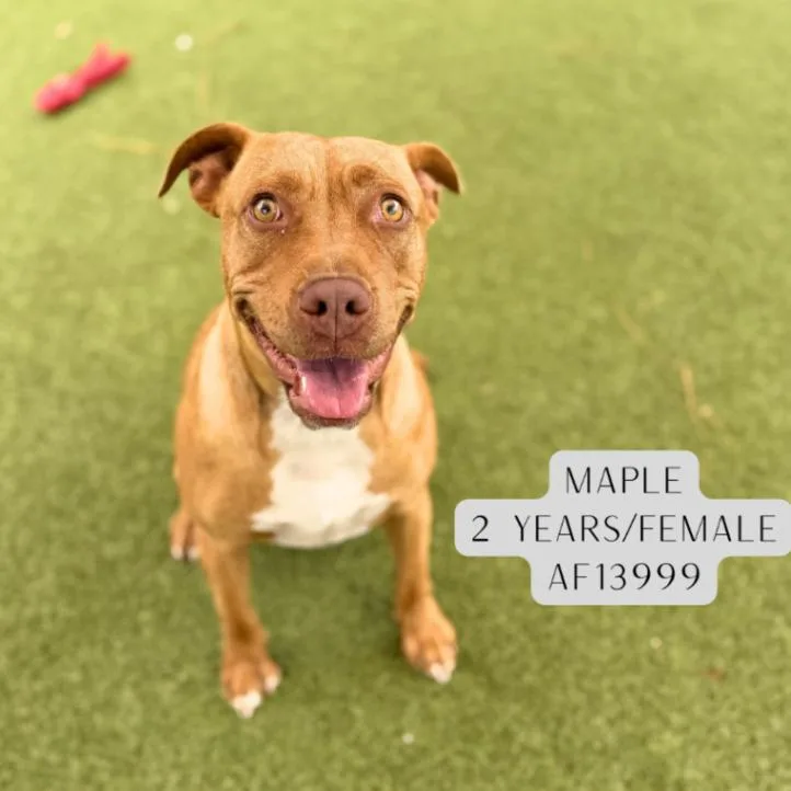 Maple