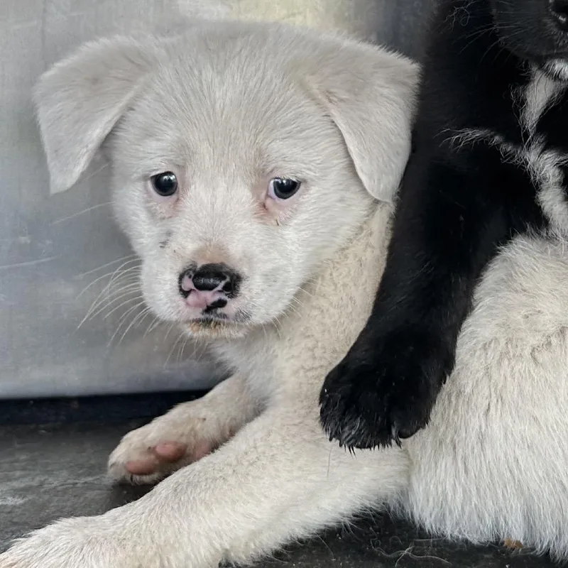 A baby small-sized male White / Cream Terrier dog named Honeydew for adoption in Birmingham, AL