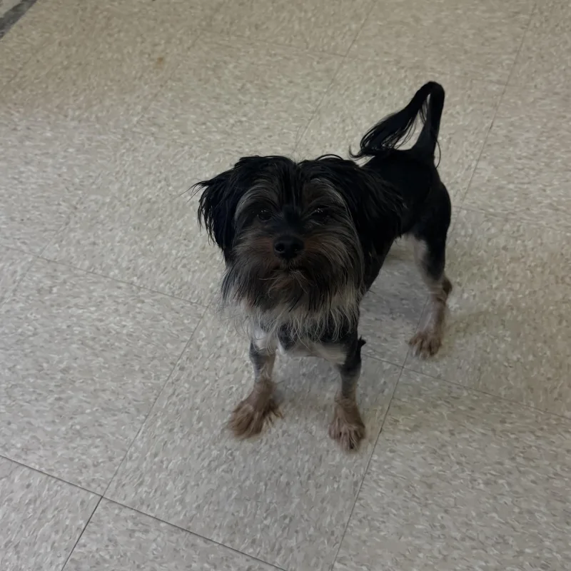 An adult small-sized male Bicolor Shih Tzu dog named Cell for adoption in Fall River, MA