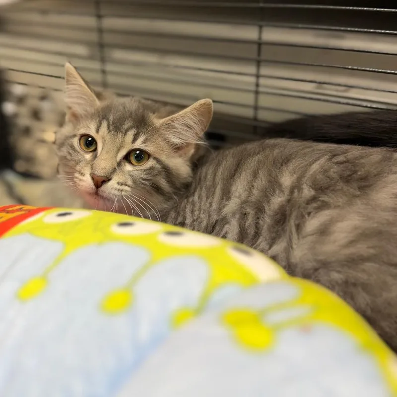 A baby medium-sized female Domestic Medium Hair cat named Ashby for adoption in Portage, MI