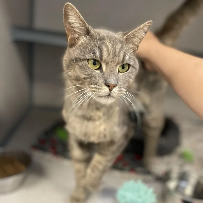 An adult medium-sized female Gray / Blue / Silver Domestic Short Hair cat named Squishy for adoption in Grass Valley, CA